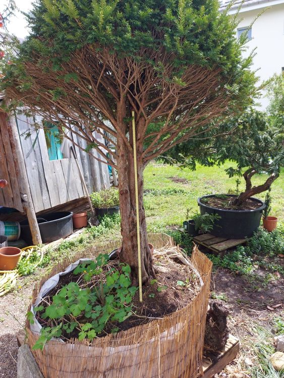 Eibe Bonsai Schirmförmig 2.3m Kaufen auf Ricardo