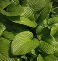 Hosta Funkie  hellgrün, Blüte weiss