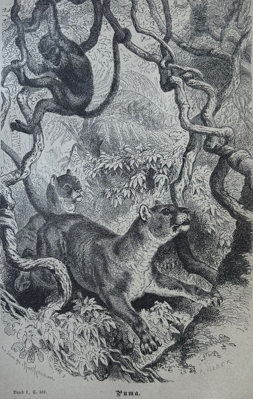 Incisioni: Orig. Holzstich 1876 - Puma, Affe – Usato da Frauenfeld venduto da Merk52