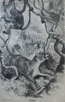 Orig. Holzstich 1876 - Puma, Affe