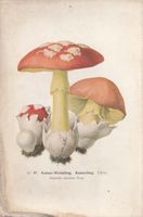 Historische Pilztafel – Kaiser-Wulstling (Amanita caesarea)