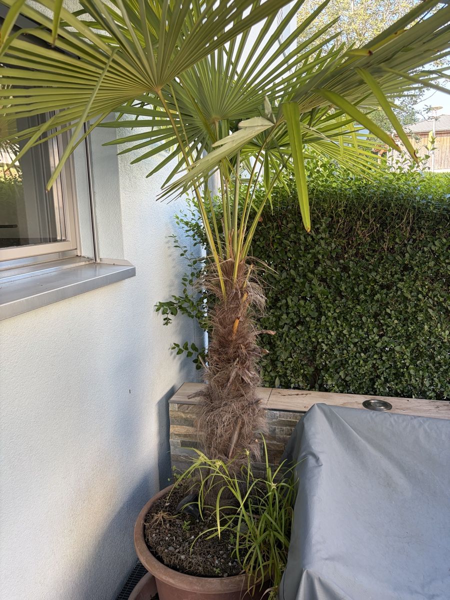 Piante & sementi: Palme – Usato da Meierskappel venduto da Cc19