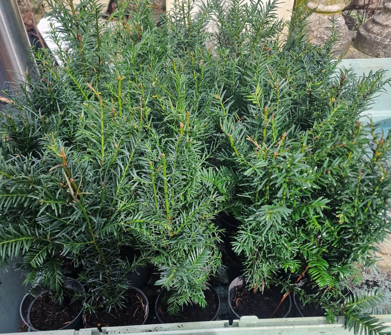 Pflanzen & Samen: Eibe Taxus baccata – Neu (gemäss Beschreibung) aus Uerkheim von Justi.y 2