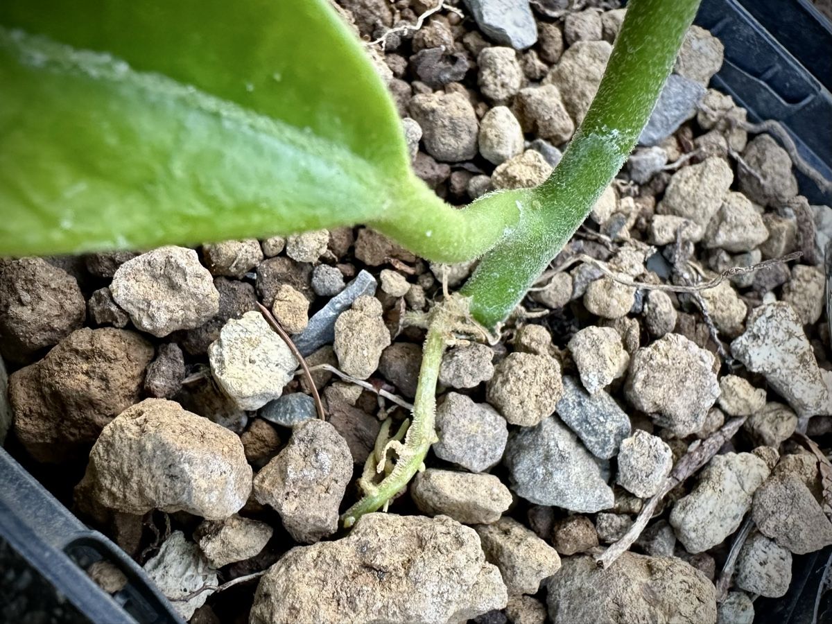 Piante & sementi: Boutures Hoya imperialis red – Nuovo (secondo la descrizione) da gollion venduto da the_pale 2
