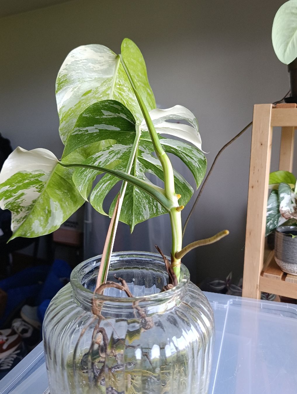 Pflanzen & Samen: Monstera Variegata Steckling – Neu (gemäss Beschreibung) aus Baar von L.isa28 2