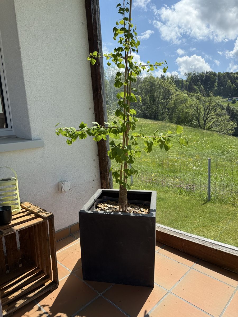 Pflanzen & Samen: Ginkgo komplett mit Topf – Gebraucht aus Rehetobel von bodystyl 3