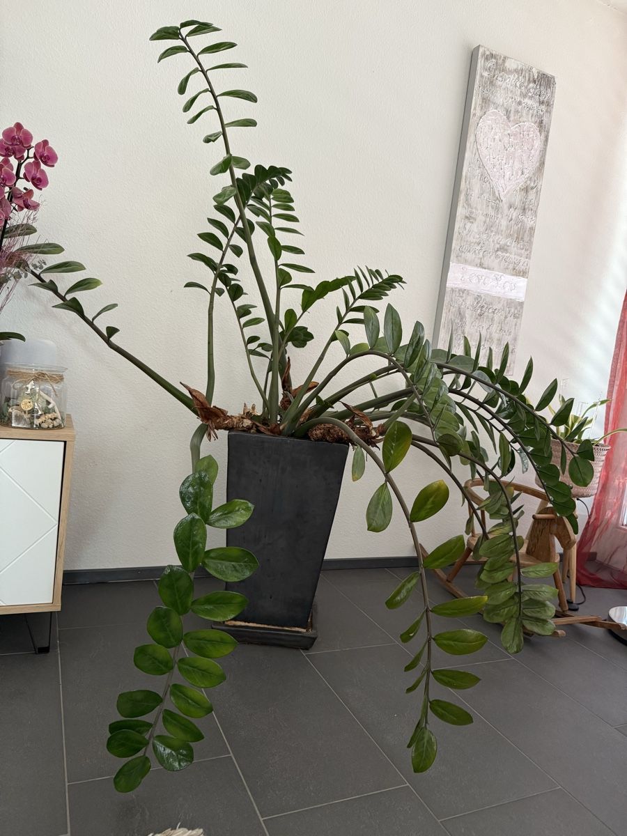 kaktus wolfsmilch kaufen Wolfsmilch-Pflanze Variegata
