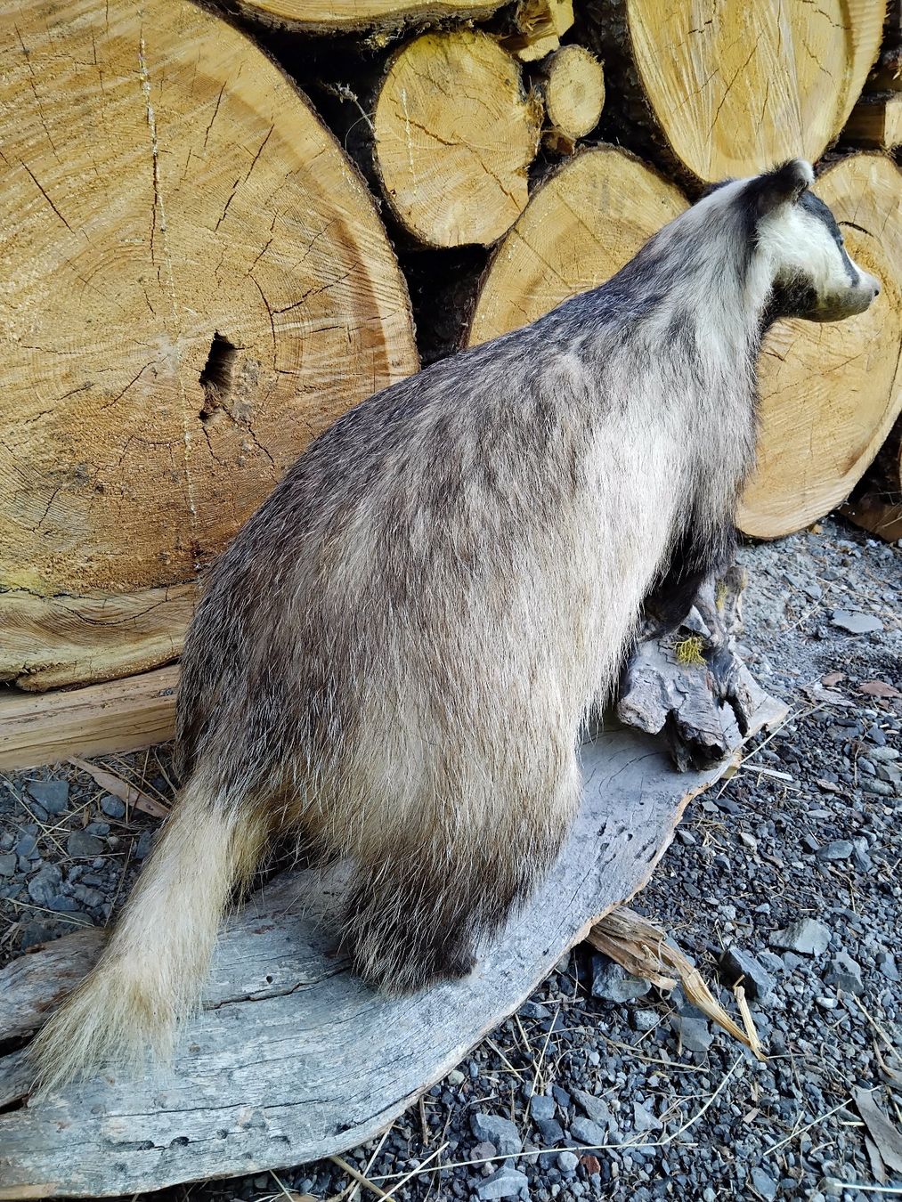 Il mondo degli animali: Ausgestopfter Dachs – Usato da Saxeten venduto da Hoesi1967 6