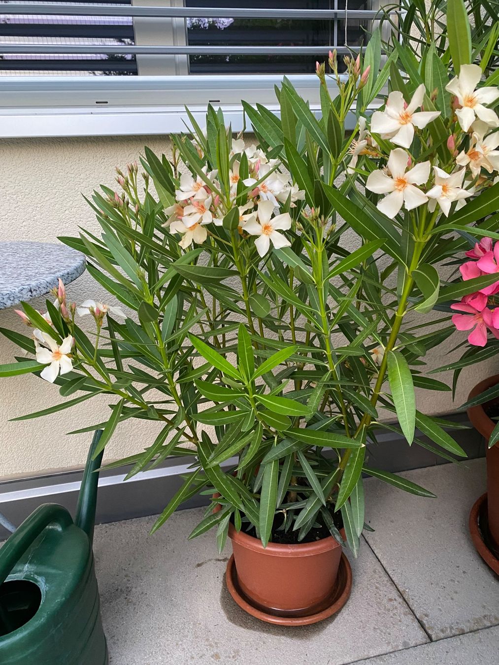 Plantes & graines: Oleander gelb, Höhe 100 cm – Neuf (Voir description) à Alchenflüh par smart- 4