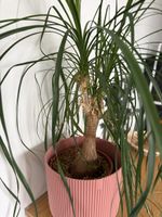 Elefantenfuss Beaucarnea recurvata