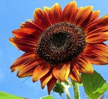 30 SAMEN Sonnenblume "Herbst Schönheit " GRAINES SEMI SEEDS