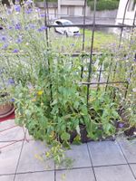 Riesen Echinacea purpurea, bald blühend in Pflanzkiste