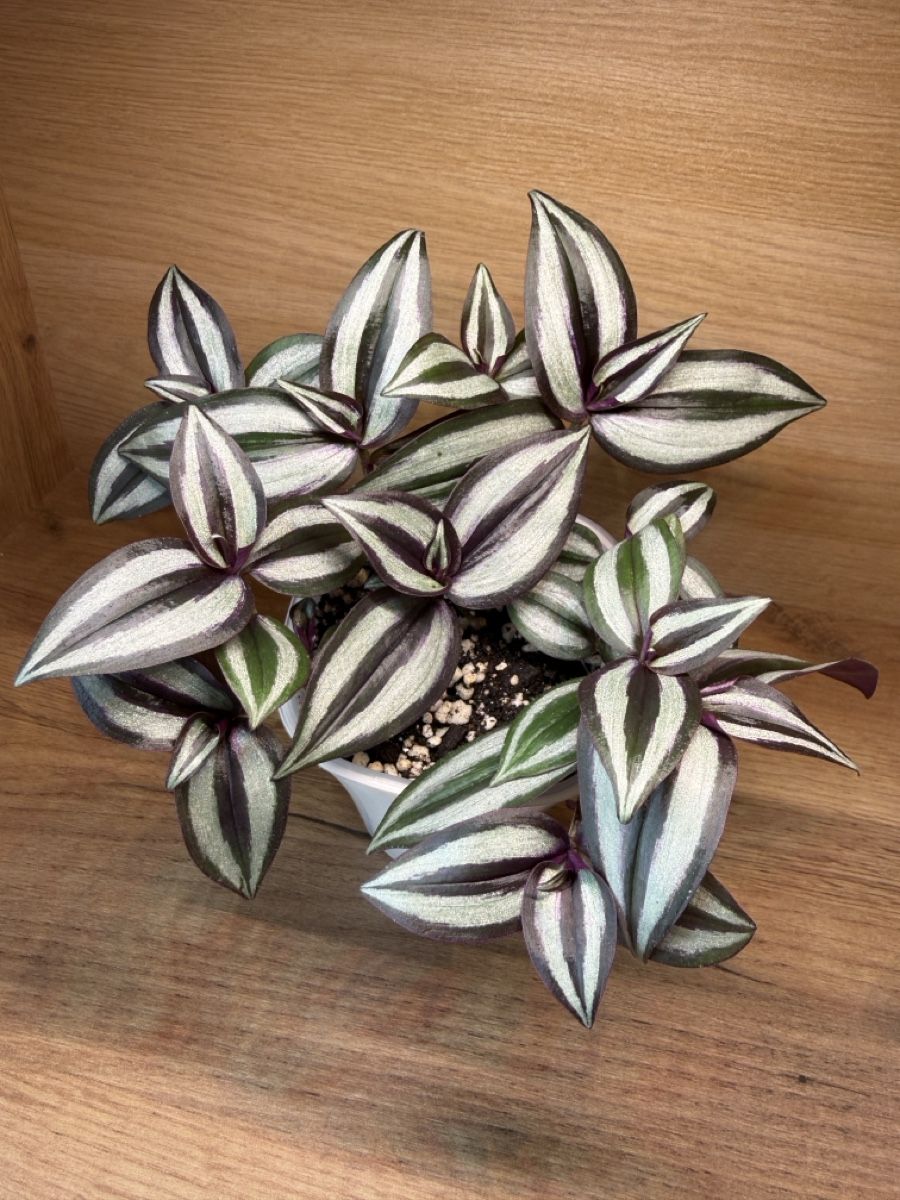 Piante & sementi: Tradescantia Zebrina – Nuovo e nell'imballaggio originale da Basel venduto da tamy90