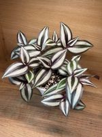Tradescantia Zebrina