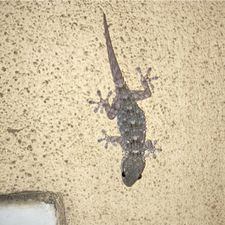 Profile image of badantiqua