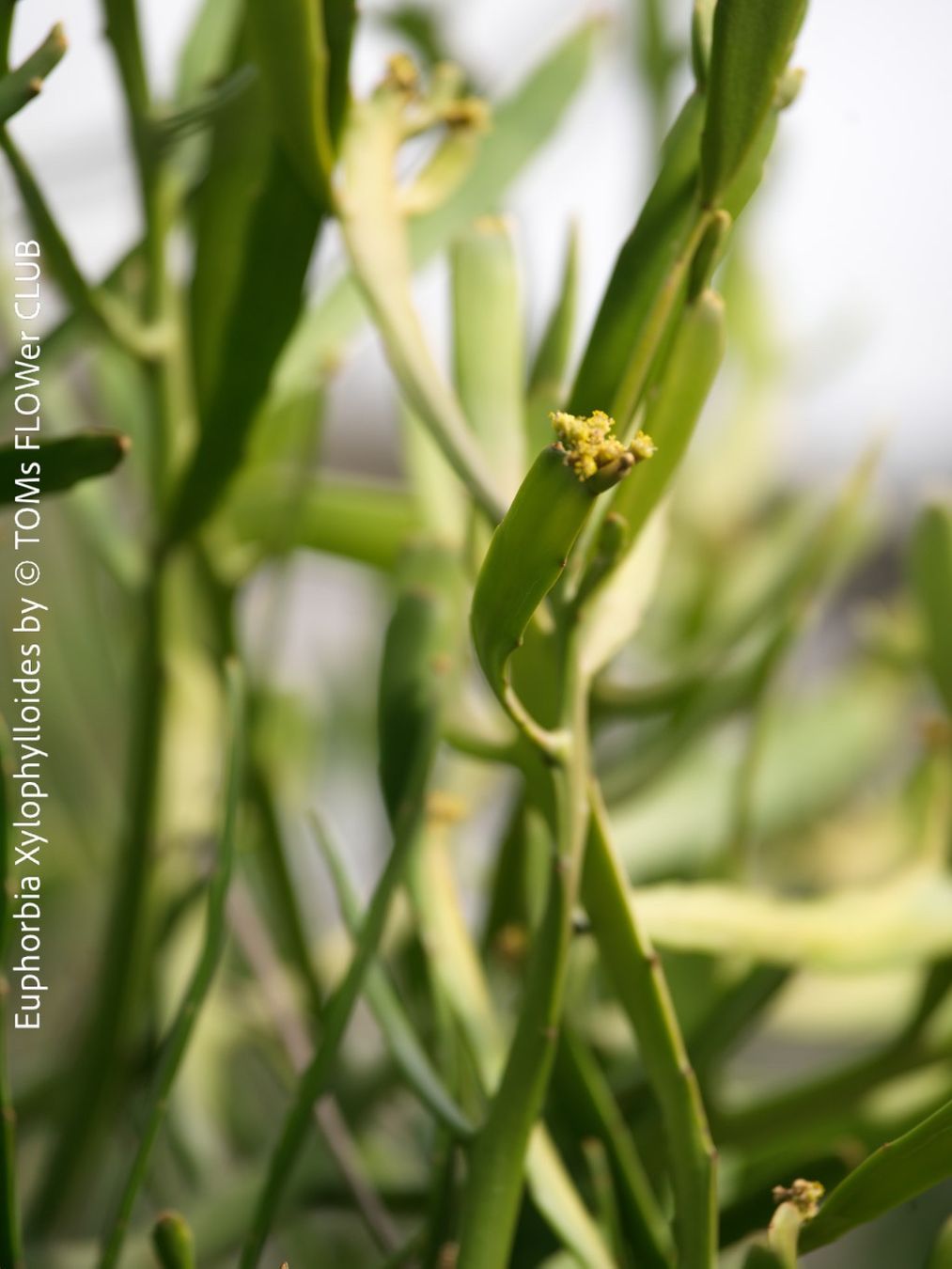 Piante & sementi: Euphorbia Xylophylloides - einzigartig aus Madagaskar – Nuovo e nell'imballaggio originale da Adliswil venduto da astom369 3