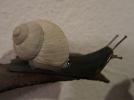 2.Handdesign Unikat Kunst Signiert Feilen-Schnecken Rostig