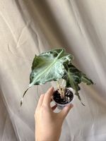 Alocasia Venom 
