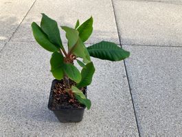 Euphorbia leuconeura, Spuckpalme, Jungpflanze