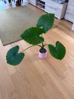 Alocasia Gageana