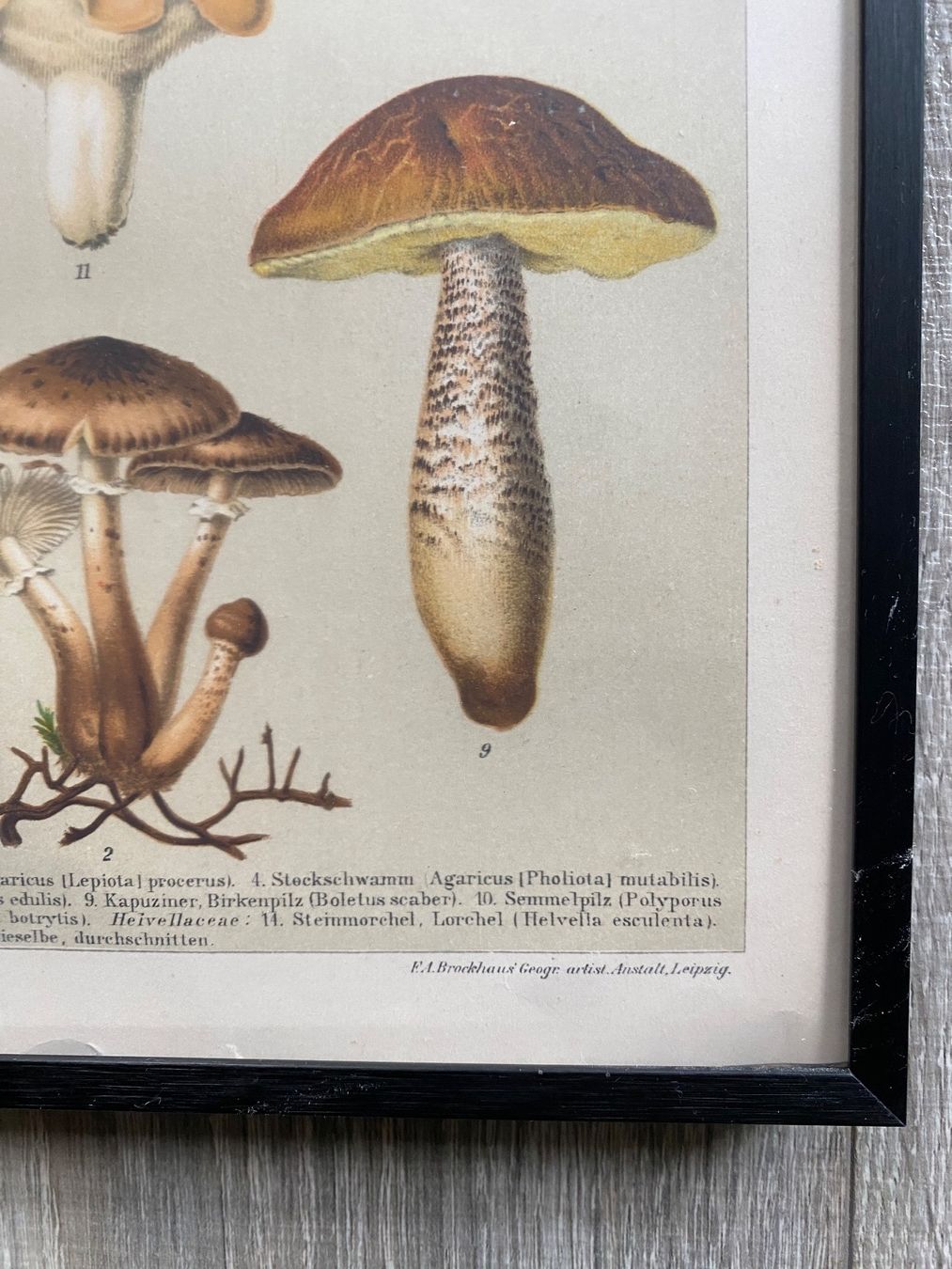 Grafiken & Lithographien: 2 antike Litographien essbare und nicht essbare Pilze – Gebraucht aus Spiegel b. Bern von corn2009 1