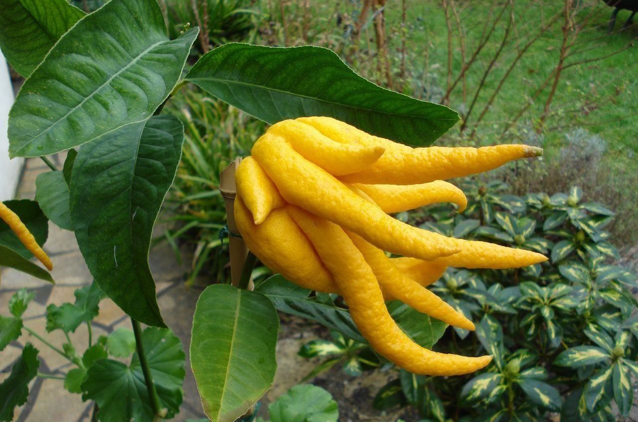 Piante & sementi: Citron Cédratier Main de Bouddha  20cm – Nuovo (secondo la descrizione) da Bremblens venduto da FIBONACCI369 1