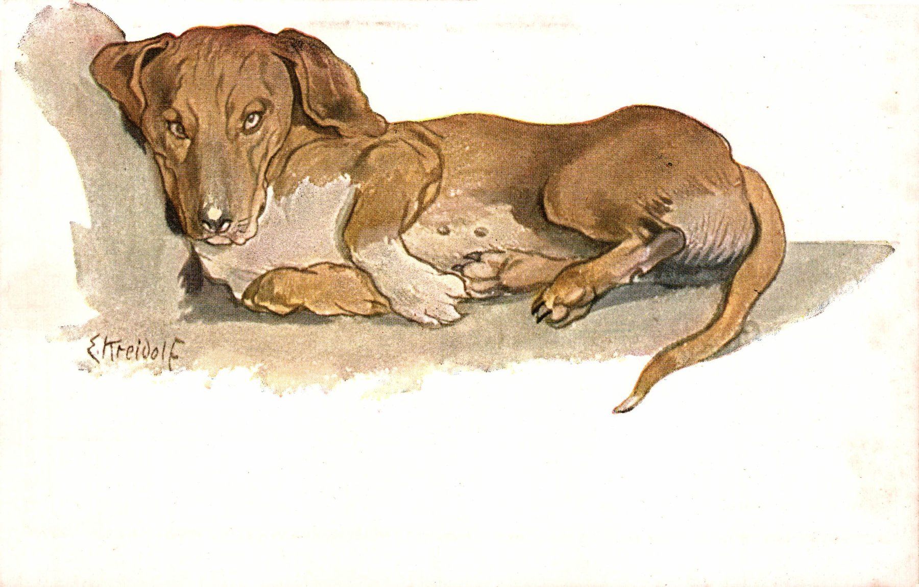 Cartoline postali: Kunstkarte E. Kreidolf, "Der sinnende Dackel" – Usato da Bronschhofen venduto da Astore