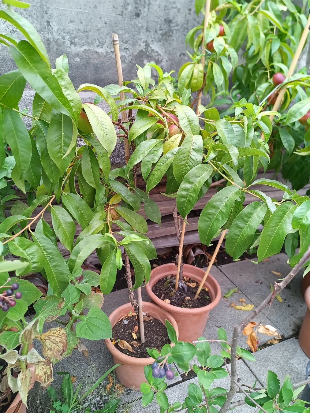 Plantes & graines: Nektarine für Balkon oder Freiland – D'occasion à Zug par SirGoldFish 2