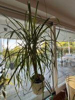 Elefantenfuss Beaucarnea ca. 120 cm – schöner Stamm