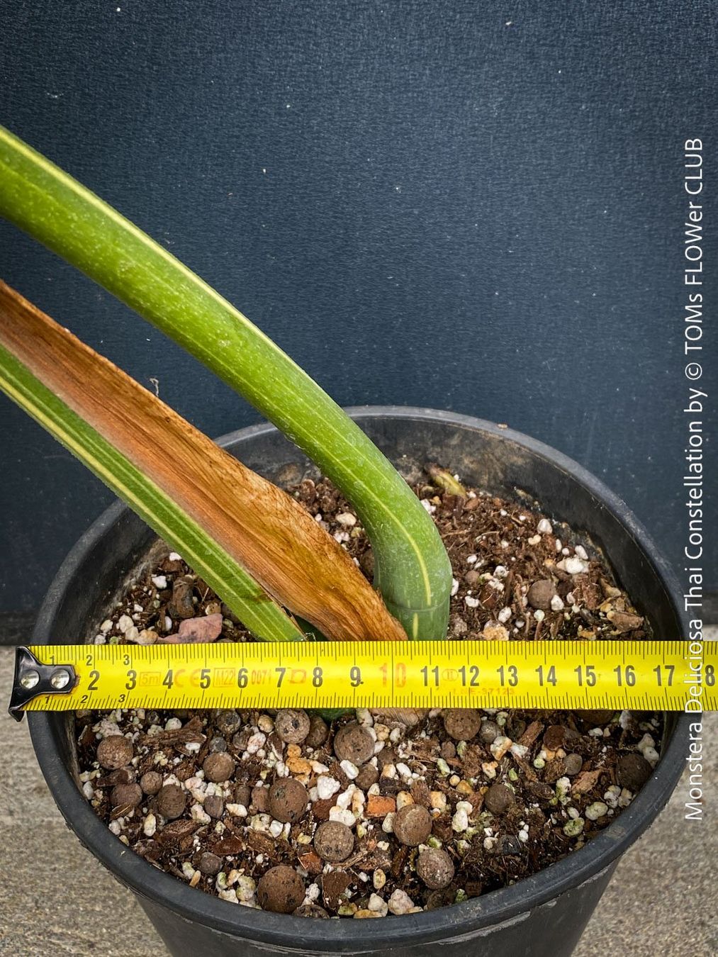 Piante & sementi: Monstera Deliciosa Thai Constellation - Kopfsteckling – Nuovo e nell'imballaggio originale da Adliswil venduto da astom369 5