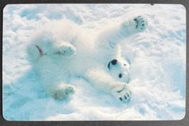 Taxcard - Eisbären Junges - D