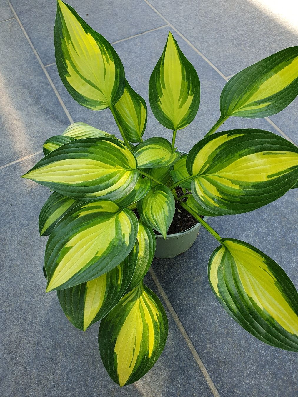 Piante & sementi: Hosta / Funkie – Usato da Erlinsbach SO venduto da Lea030 1
