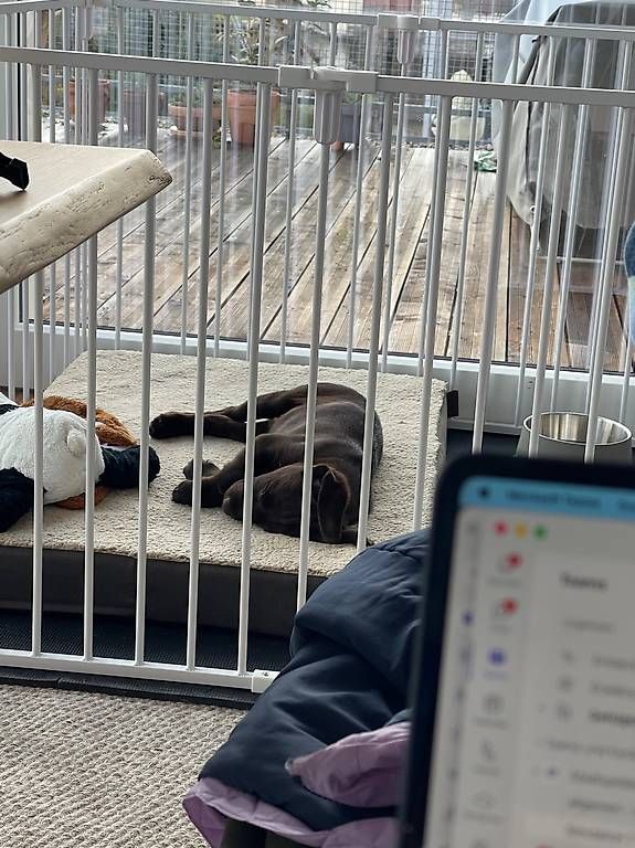 Gabbie, trasporto & Sicurezza: Welpengitter Pawhut Welpenauslauf – Usato da Biel/Bienne venduto da emm_n9bc 2