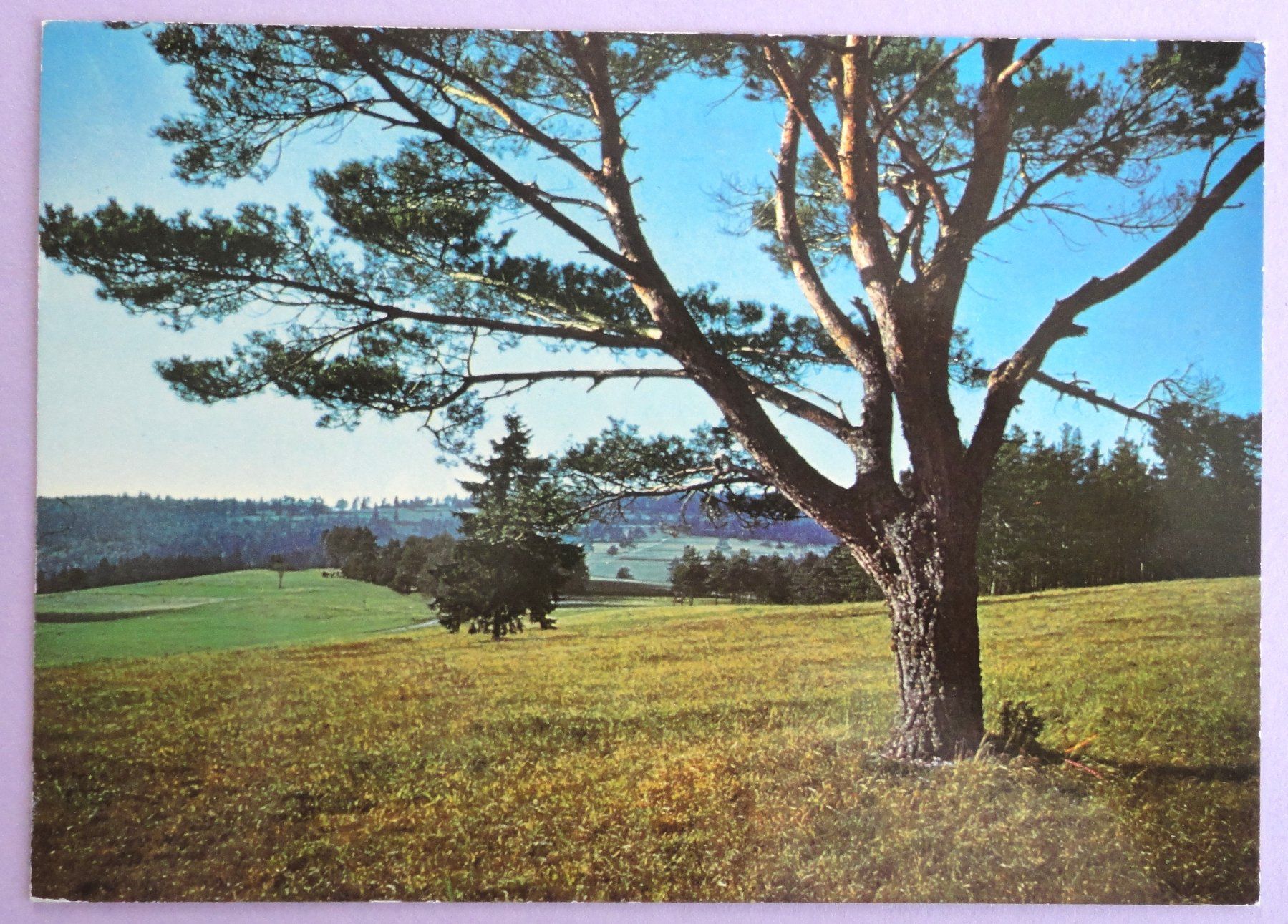 Cartoline postali: Blick vom Randenhorn gegen Ätzlisloo – Usato da Fétigny venduto da Billy2miny
