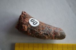 Spinosaurus aegyptiacus  Spitz Zahn 50mm x 25mm Sammlerstück