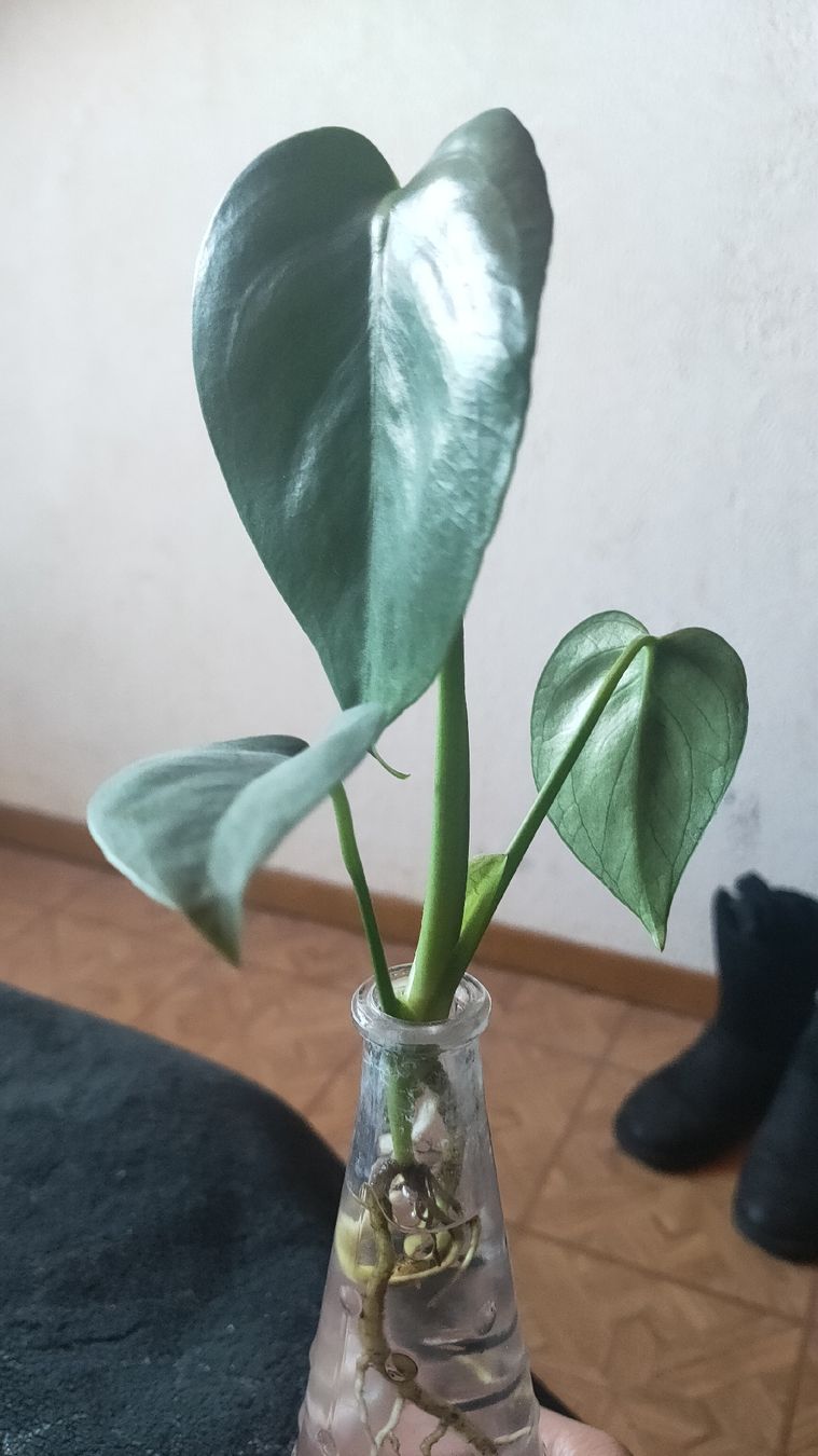 Piante & sementi: monstera tauerii bebe – Usato da St-Aubin-Sauges venduto da may_2yrv