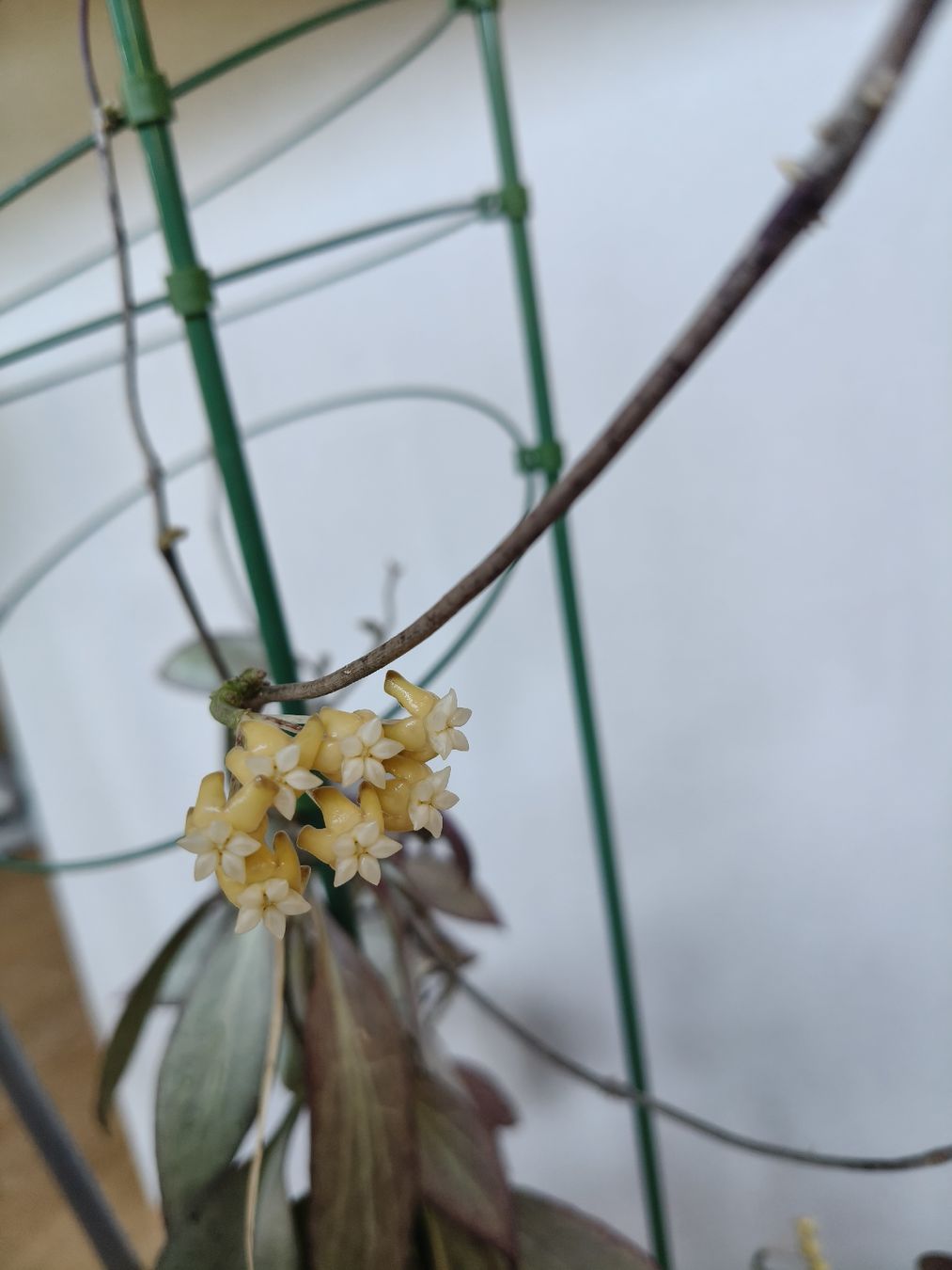 Plantes & graines: Hoya Nicholsoniae New guinea ghost – D'occasion à Chamoson par Yuriyaa 2