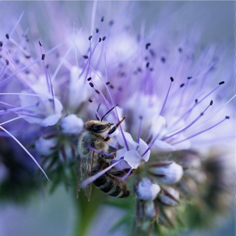 Piante & sementi: 1000 Samen Phacelia Blume – Nuovo (secondo la descrizione) da Ehrendingen venduto da VerveinaSamen 2