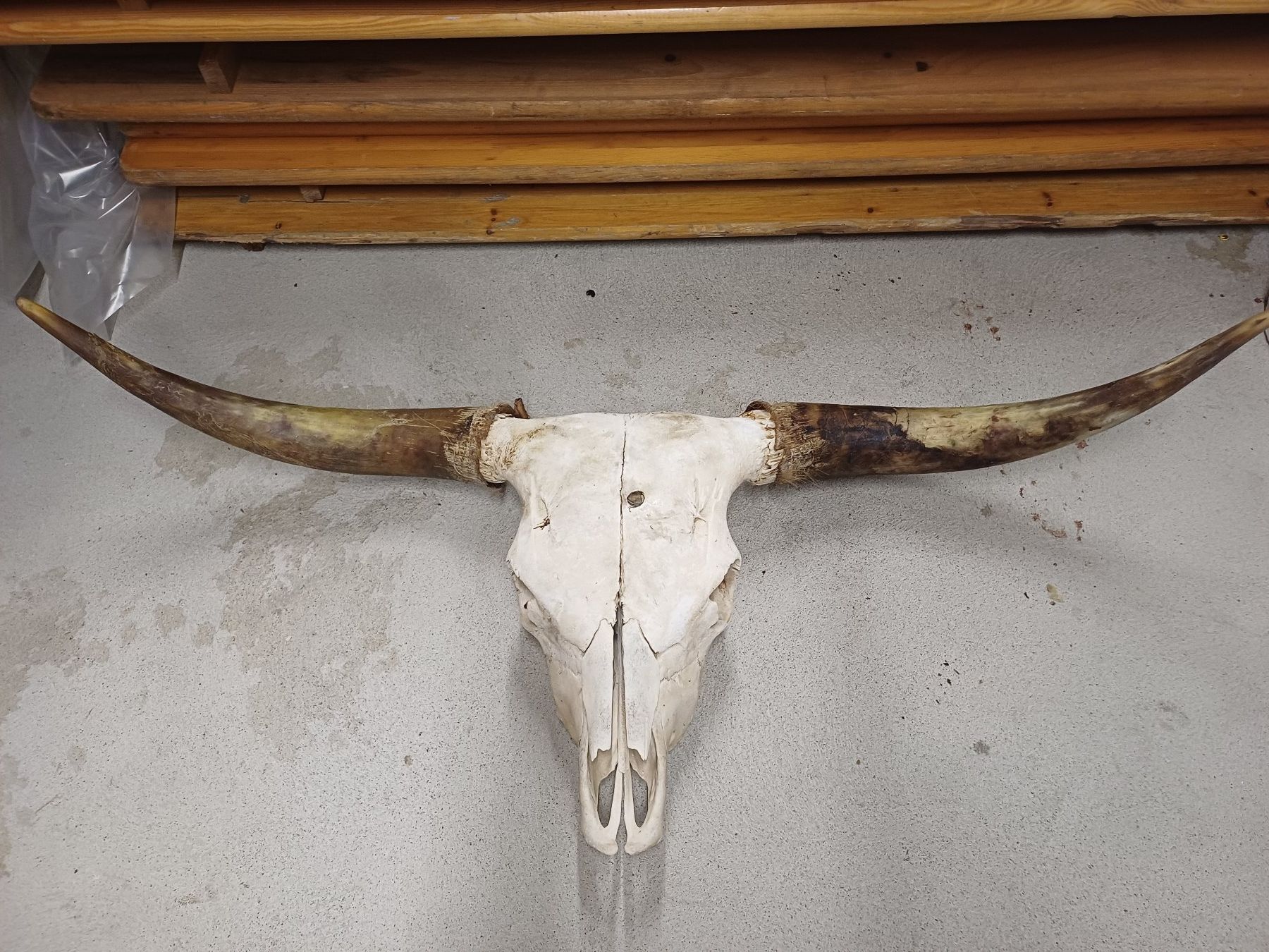 Tutte le decorazioni: Schädel Schottisches Hochlandrind – Usato da Wittnau venduto da navycis12