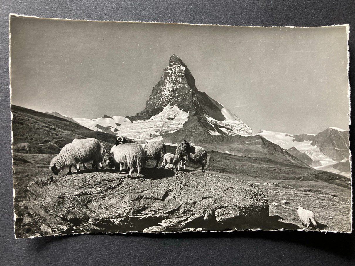 Cartoline postali: Zermatt, 5 Karten – Usato da Pfäffikon SZ venduto da Etzelstuermer 1