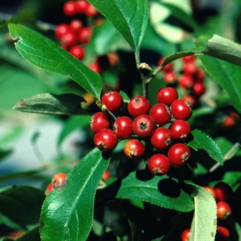 Plantes & graines: Aronie rouge 'Brilliant' comestible  2x – Neuf avec emballage d'origine à Bremblens par FIBONACCI369