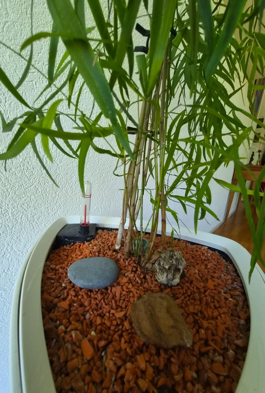 Lechuza Vasi per fiori: Zimmerpflanze + Lechuza Topf – Usato da Zurich venduto da vik_x7tq 1