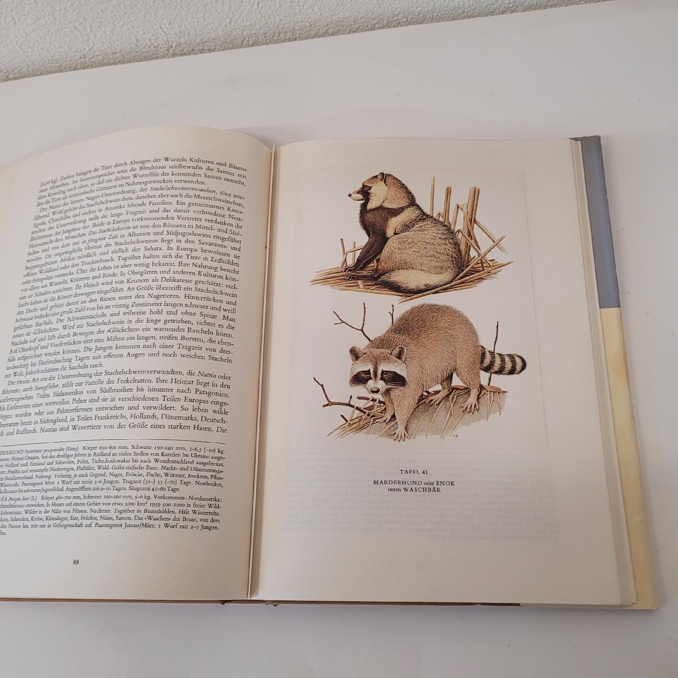 Bücher: buch säugetiere europas – Gebraucht aus Reichenburg von AK307 4