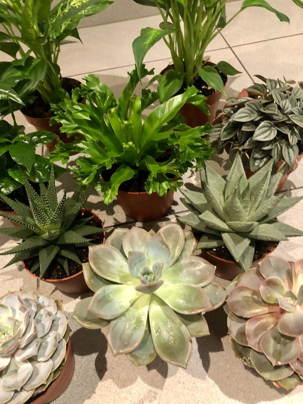 Pflanzen & Samen: 10 STK Sammlung von Pflanzen 10-30cm – Neu und originalverpackt aus Rovio von POSITIFFARTandPLANTS