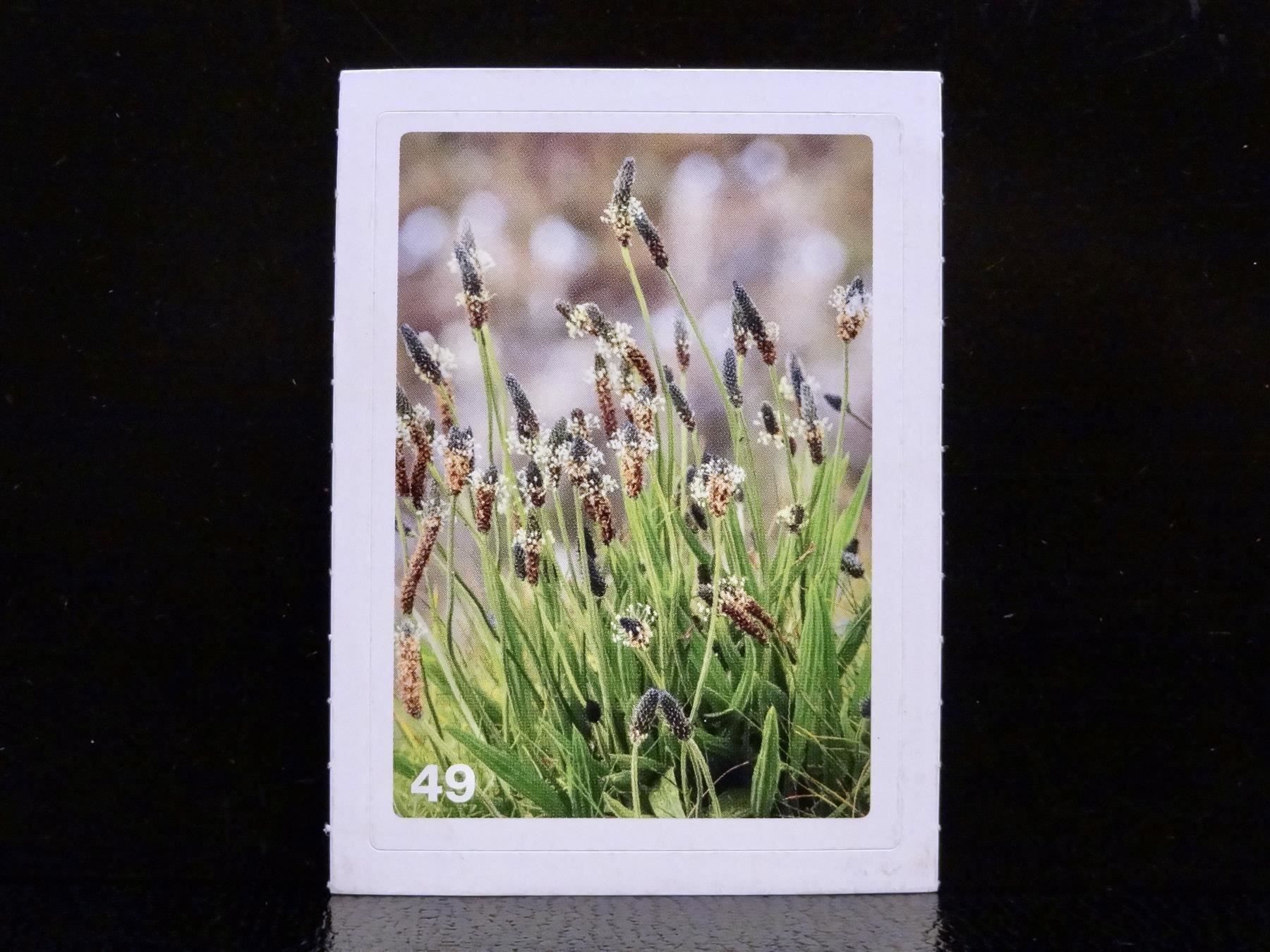Migros Carte collezionabili: MIGROS MANIA Nature Detectives Nr. 49 – Nuovo e nell'imballaggio originale da Kerzers venduto da zimmergruen