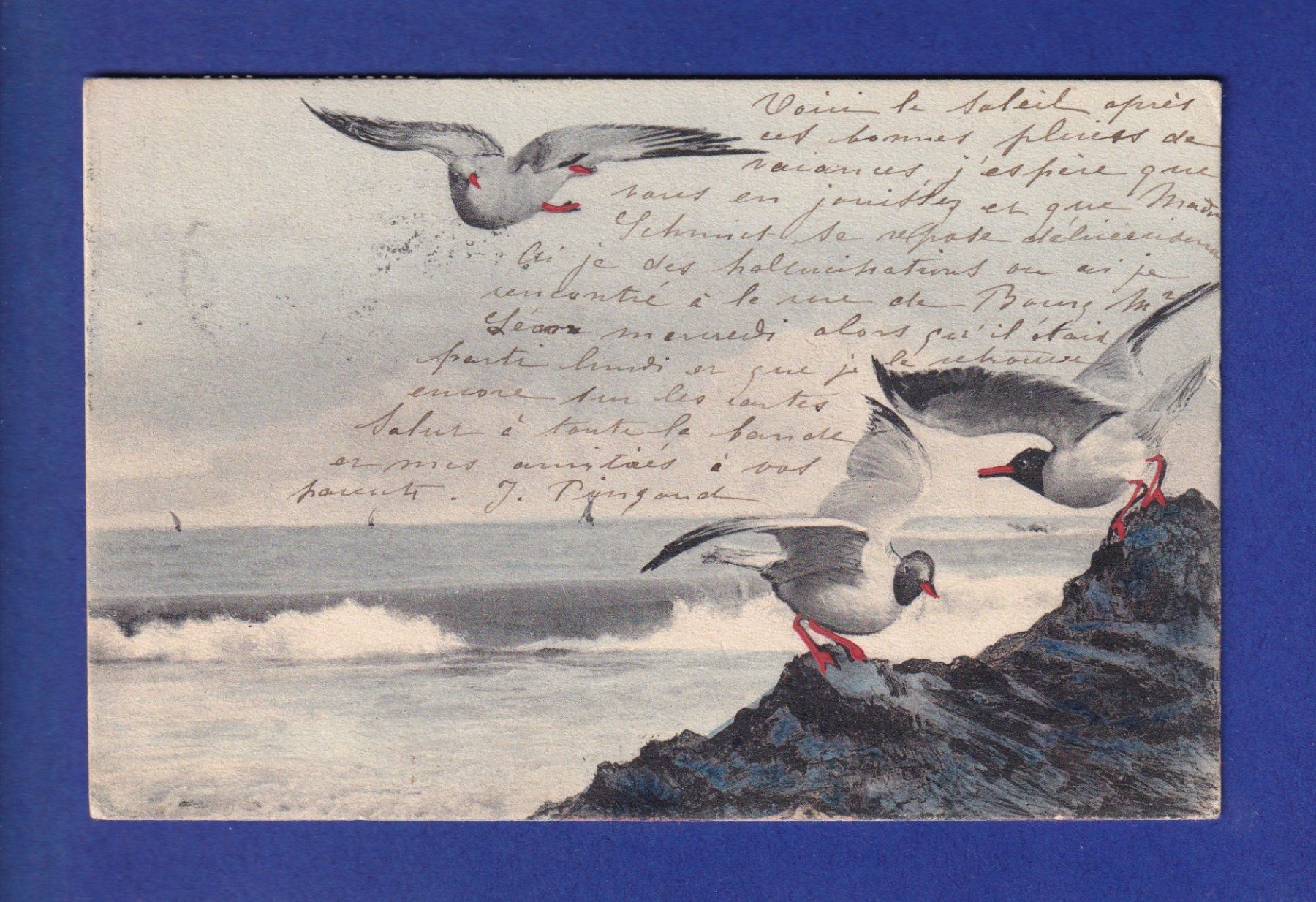 Cartes postales: OISEAU - Mouettes – D'occasion à Pully par nicecards-shop