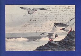 OISEAU - Mouettes