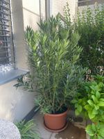 Oleander rosa, Höhe 180 cm