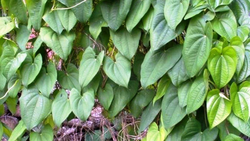 Piante & sementi: Dioscorea Alata (igname ailée) 10g – Nuovo (secondo la descrizione) da Bremblens venduto da FIBONACCI369 3