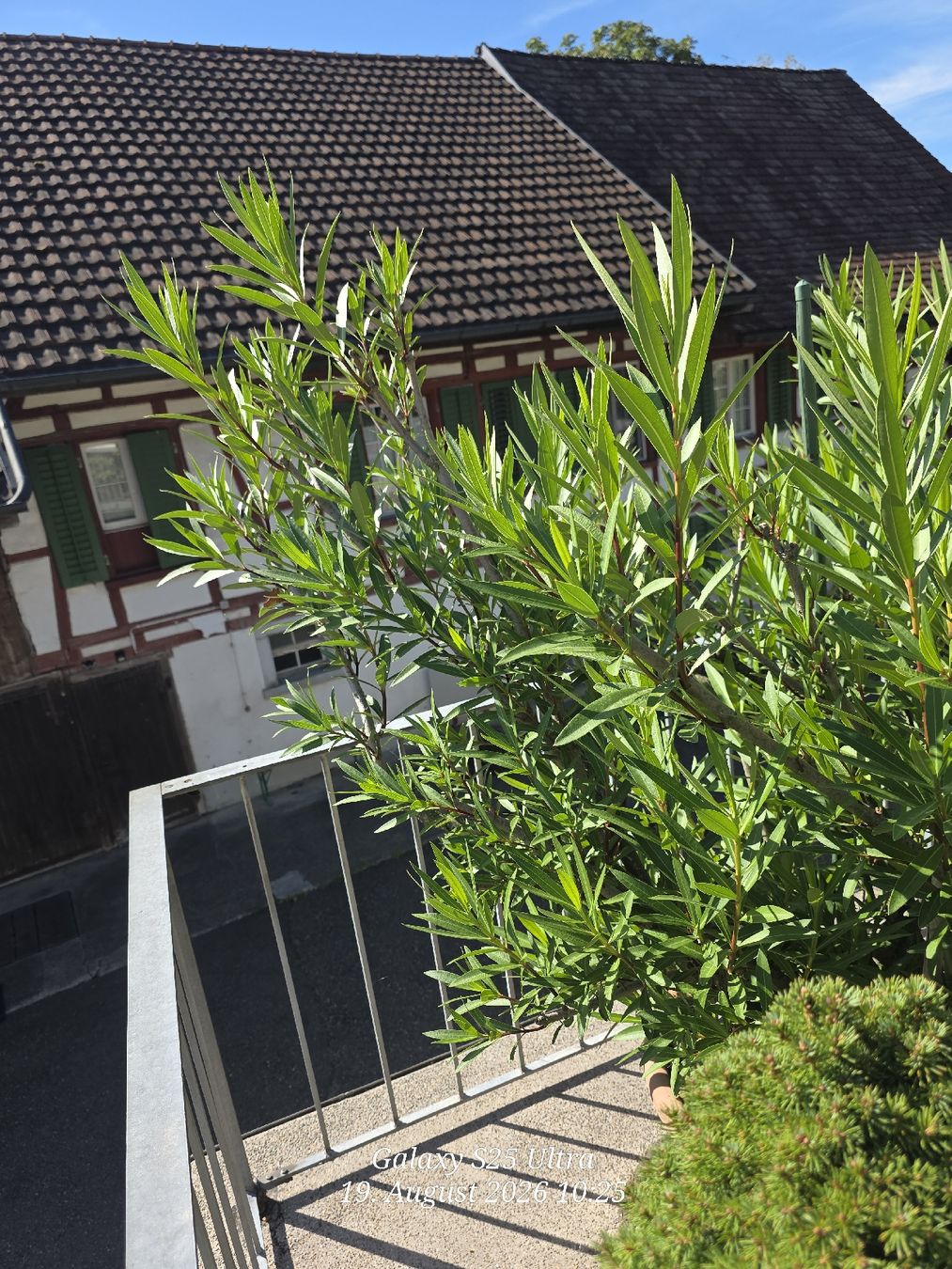 Plantes & graines: Sehr Käfiger Oleander – D'occasion à Sonterswil par 1234ralf 3